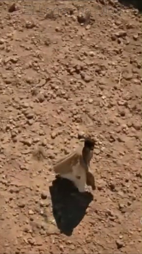 78K views · 8K reactions | Salmo 91 - El escondite del Dios Todopoderoso Antiguo Testamento, Biblia Hablada, Libro de los Salmos, Capítulo 91, Parte 1 - El Lugar Secreto del Creyente y la Protección del Dios Altísimo; Créditos: Audio Biblia Dramatizada [Music by] de Scott Buckley – www.scottbuckley.com.au #salmos#salmos91 | El Logos de Dios | Facebook