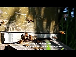 Buzzing Bee Sounds- 90 Minutes of Ambient Buzzing for Nature Lovers, Focus, and Atmosphere
