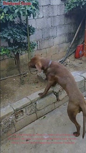 Dog vs snake in the yard: what happens next