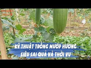 Kỹ Thuật Trồng Mướp Hương Siêu Sai Quả Và Thời Vụ Trồng Mướp Hương Ở Miền Bắc | AlibabaH channel