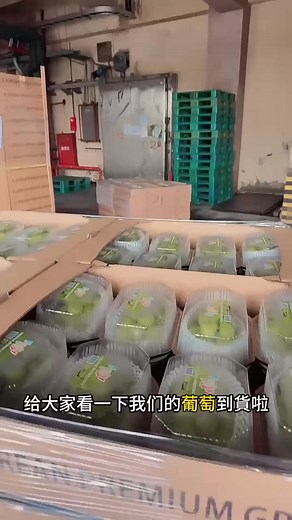 上次賣太快、連小編都沒吃到的麝香葡萄， 終於補！貨！了！ 立刻搶 ▶ https://snfus.com/熱銷補貨中 ​ 冷藏過咬一口，保證爆汁、香氣炸裂！ 連皮都能吃，不用費力剝皮 甜味乾淨不膩，口感脆得離譜 淡淡花蜜香在喉嚨裡繞好久~~ 超滿足 ​ 現在葡萄 3 盒免運組 想吃新鮮、想解饞？ 現在下單，明天就有幸福味道！ | 心濃進口水果 | Facebook