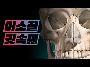 [Anatomy - Osteology] Auditory ossicles