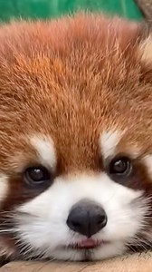 The cuteness of a red panda up close ❤️🌎 #naturelovers #love #ourbeautifulworld #wildlife | Beautiful World