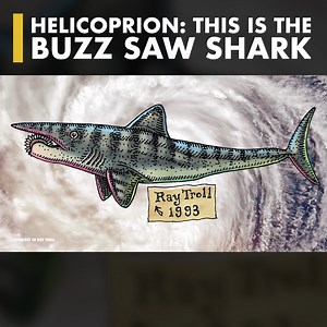 Today we’re talking about the extinct, shark-like fish with a buzz saw on it's face - the Helicoprion. #helicoprion #shark #fish #paleo #prehistoric | Animalogic | Facebook