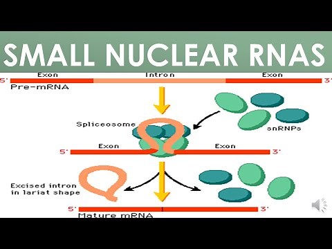 Small Nuclear RNAs (sn RNA)