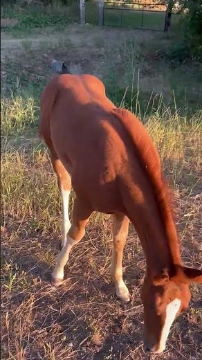 Lot 47 AQHA Filly (French Flingster x TRR MS Paseos Badger)