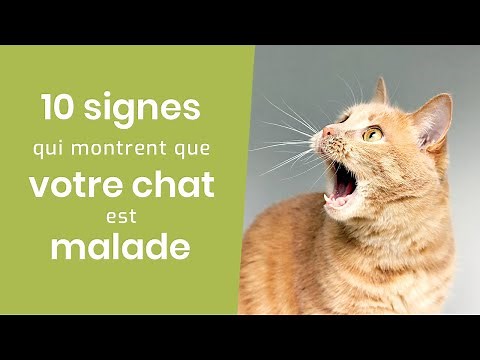 10 SIGNES QUI MONTRENT QUE VOTRE CHAT EST MALADE