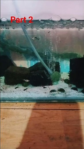 Colorful Molly Fish in Small Aquarium 🌿 | Easy Setup Guide