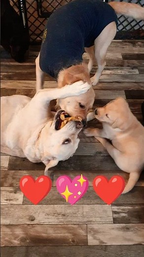 🥰❤️Wenn die Labrador Damen & Welpe Frau Rot spielen. #labradorwelpen #hundewelpen #puppy #welpen