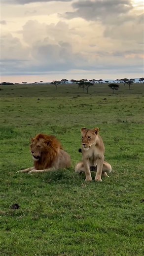 A Beautiful Lion Couple Relaxing at Dusk | Maasai Mara National Reserve, Kenya | #shorts