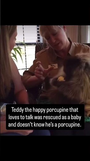 Meet Teddy, the chatty porcupine who thinks he's a cuddle bug
