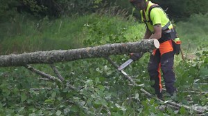 WOW! 🤯🤯 You've never seen a springpole do this!!! 👀 Legendary trainer Craig Bachmann having fun with the springpole! Watch to see what happens when he cuts through!! 💥 #TreeStuff #ArboristHack | TreeStuff.com