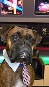 36K views · 3.1K reactions | Star Dogs | Boxer Madness | Facebook