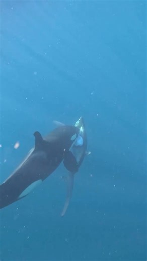 EPIC clip of an orca eating a thresher shark! 😲 @nikdive | Orcas