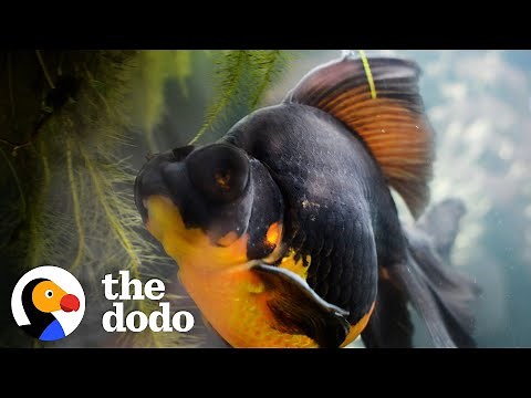 Woman Rescues 10-Year-Old Fish And Can't Believe Her Eyes When He Transforms | The Dodo