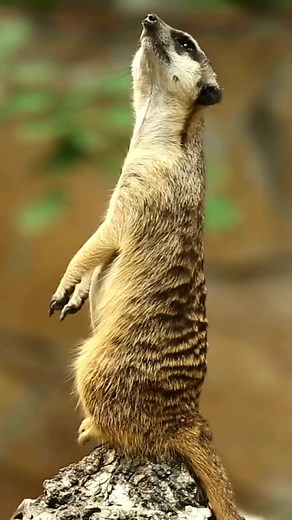 Meerkat looking out for danger and ready to signal an alarm. #meerkat #animals #sounds #nature