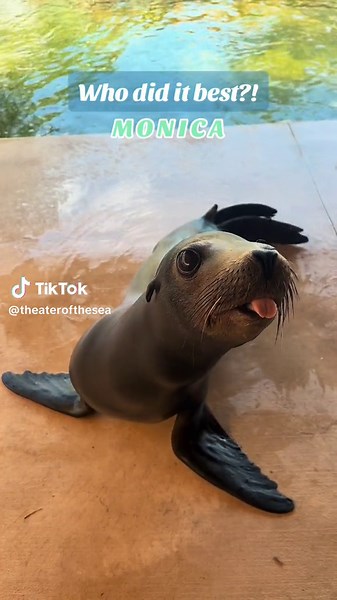 No wrong answers here 😄 #animals #sealion #dolphin #floridakeys #TheaterOfTheSea