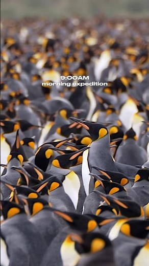 South Georgia Island: Epic Hikes, Wild Landscapes & Golden Sunsets | Antarctic Expedition