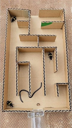 Snake vs Beetle: Who Escapes the Maze First? #beetle