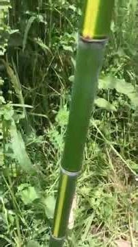 Phyllostachys Aurea – Golden Bamboo