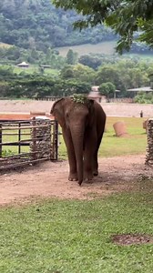 Lucky looks so pretty as she wanders the park, proudly wearing her trunk-made crown of leaves. 👑 😆 #SaveElephantFoundation #มูลนิธิอนุรักษ์ช้างและสิ่งแวดล้อม #ElephantNaturePark #LetElephantsBeElephants #Elephant #ChiangMai #ElephantRescue #ElephantSanctuary #เชียงใหม่ #ศูนย์บริบาลช้าง | Elephant Nature Park