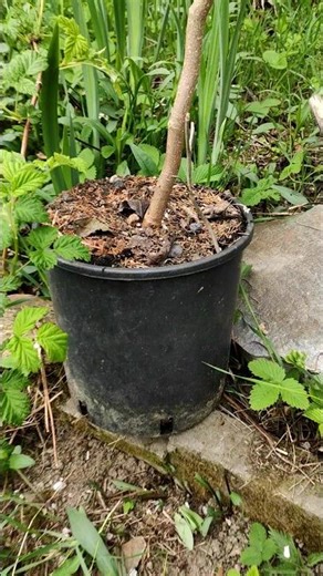 White Mulberry Tree (Morus Zigzag) Tutorial, Instructions, Tip: Planting Tree Roots in Garden Sub...
