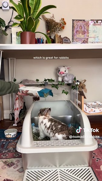 Top XL Stainless Steel Litter Box for Rabbits Review