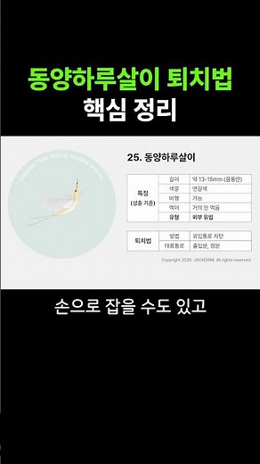 동양하루살이 퇴치법의 핵심만 30초 안에 정리해드립니다 #동양하루살이퇴치법 #팅커벨퇴치법