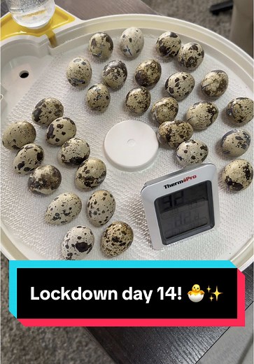 Day 14 of Chick Hatching and Lockdown Process