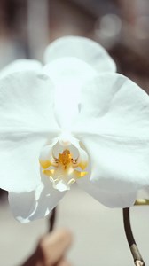 🌺 Bold blooms 🧲 Strong MagSafe hold 🌸 The Haute House collection of grips, cases, and PowerPacks brings the color and performance your phone’s been missing 📱 | PopSockets