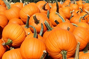 The Best Fall Festivals in Ohio · 365 CINCINNATI