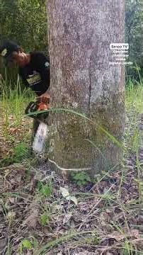 proses penumbangan kayu pule yang lengket getah nya dibar #woodworking #viralshorts