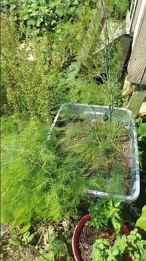 Year 2 Asparagus in Containers - Can I Try Just One???