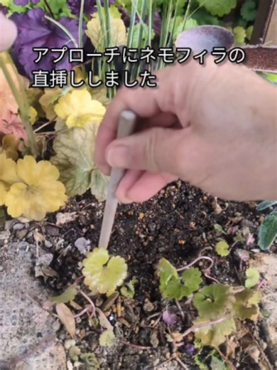 今年はパッチワークガーデンに たくさんのネモフィラを 植えたので こんなにも旺盛に 大きくなるんだ…と感心😆 もう水菜？みたいなんもあって 切っても切っても伸びてくる 挿し穂は毎日山程できるので アプローチに直挿ししました とにかく土が見えないように したい‼️ 雨降る前にするのが ベストタイミング〜 とにかく根づくまでは 乾かないように⚠️ 1節でもいいから土に埋めてね レンガの小道脇にも直挿しして ネモフィラの小道に なってくれたら嬉しいな🩵🥹 5月ぐらいまで楽しんで こぼれ種っ子期待🩵 すぐに花がら摘みしてしまう私 我慢出来るかな… #ネモフィラ畑 #ネモフィラの小道 #ネモフィラの挿し芽 #ネモフィラの直挿し