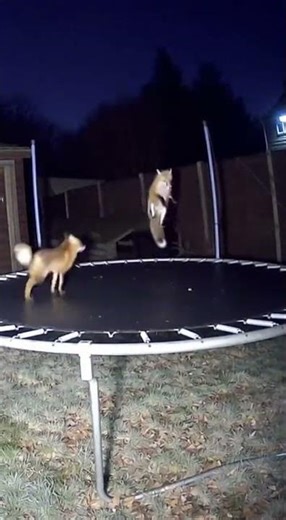Foxes Caught Bouncing on Trampoline