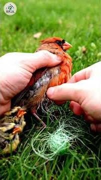 Rescuing a Mother Cardinal and Her Chicks Trapped in Nets