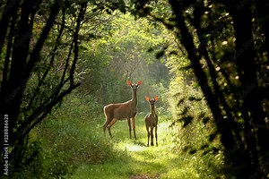 JAGD in Bayern