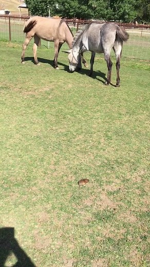 Funny Horse Videos Compilation