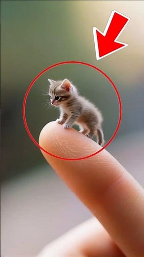 Top 5 Smallest Cat Breeds in the World you won't believe exist #cats #animals #shorts