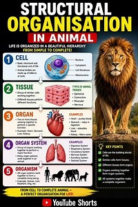 Structural Organisation in Animals 🦁 | Cell → Tissue → Organ → Organ System → Organism