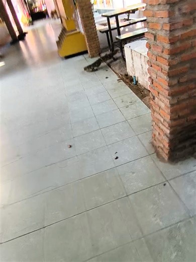 Happy New Year Tutu: Cute Dance Video Compilation