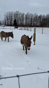 Melvin is really good about not trying to bite their tails. #reels #onehappyassfarm #farmlife #donkey #cat | One Happy Ass Farm