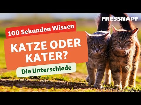 Katze oder Kater? Wie sich die Geschlechter bei Katzen unterscheiden