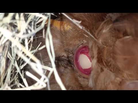 Red Ranger chicken laying a egg... Up close