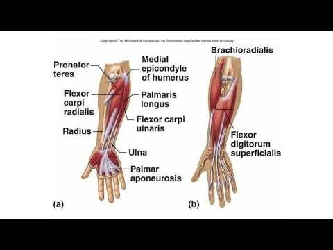 Upper Limb Anatomy | Landmarks | Humeurs