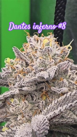 Dantes inferno #8 Grow. Frozen 🤖 #420 #grow #growth #cannabis #weed #harvest #Wizard #Gorilla #thc