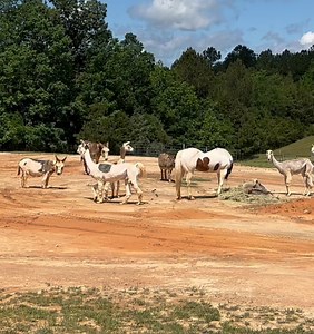 2.1K views · 1K reactions | I took a bale of hay out to the barn...