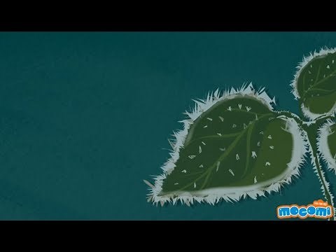 What is Frost and where does it come from? - Geography for Kids | Educational Videos by Mocomi