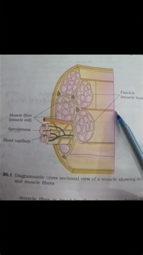 cross-sectional view of muscle # short #youtubeshorts