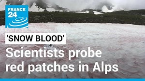 High up in the Alps, vast patches of snow are mysteriously turning red in a phenomenon known as "snow blood" due to a type of algae ⛰️ The red patches, which are becoming increasingly common, are likely caused by #climatechange, according to scientists. | FRANCE 24 English